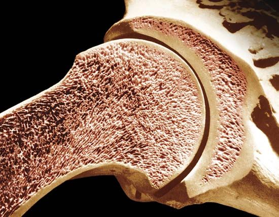 Detox Your Joints: Anti-Inflammatory Eating for Pain-Free Movement