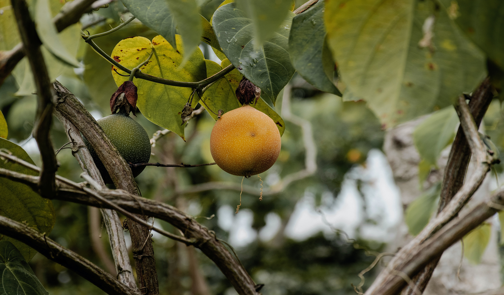 10 Things That You Didn t Know About Garcinia Cambogia