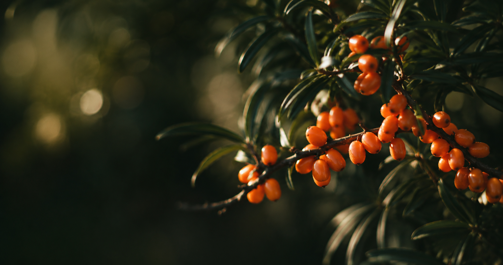 Can I take sea buckthorn daily