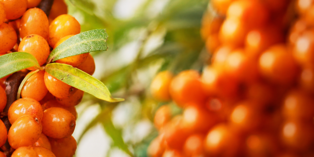 What is Sea Buckthorn Good For?