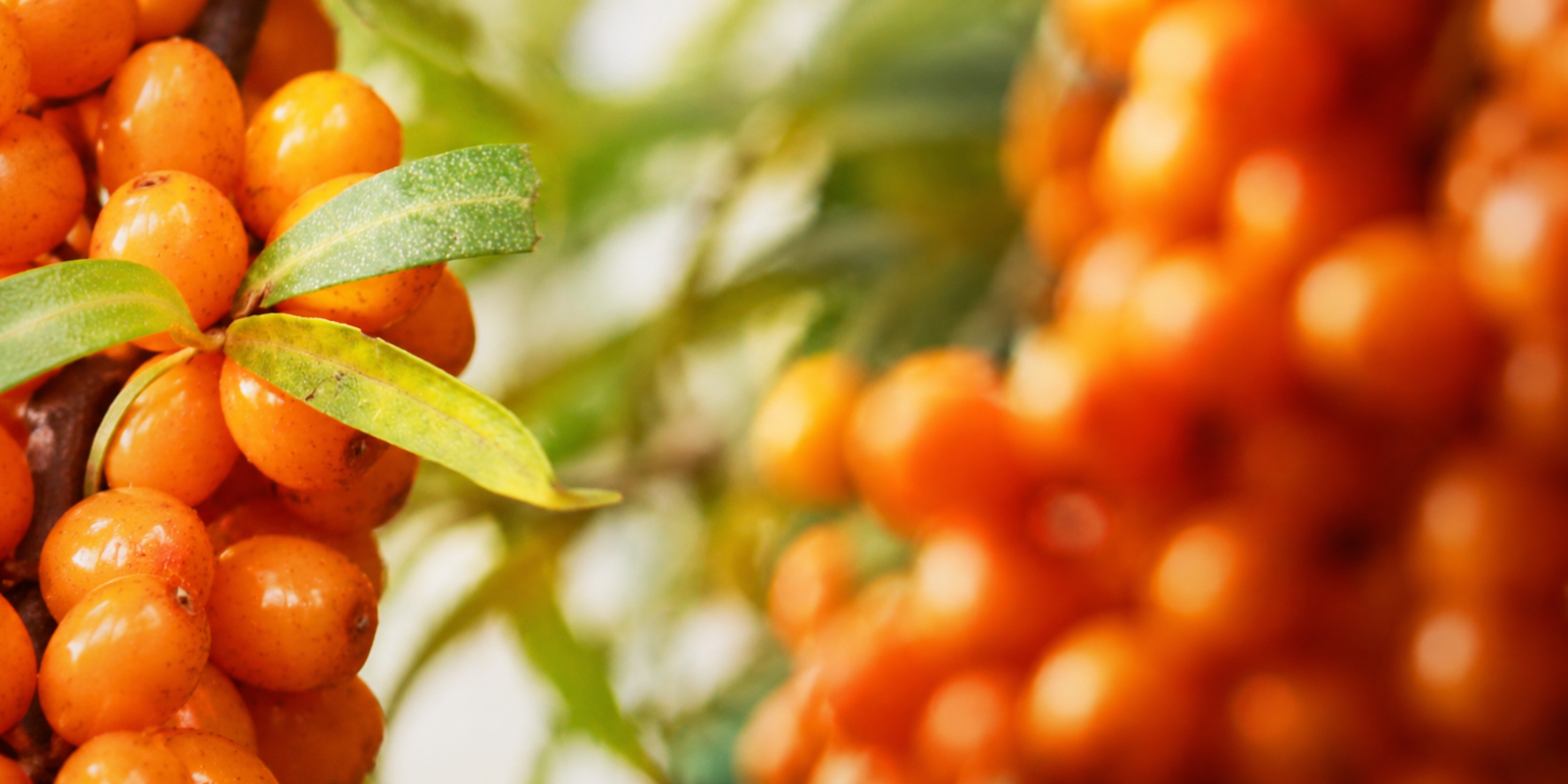 What is Sea Buckthorn Good For?