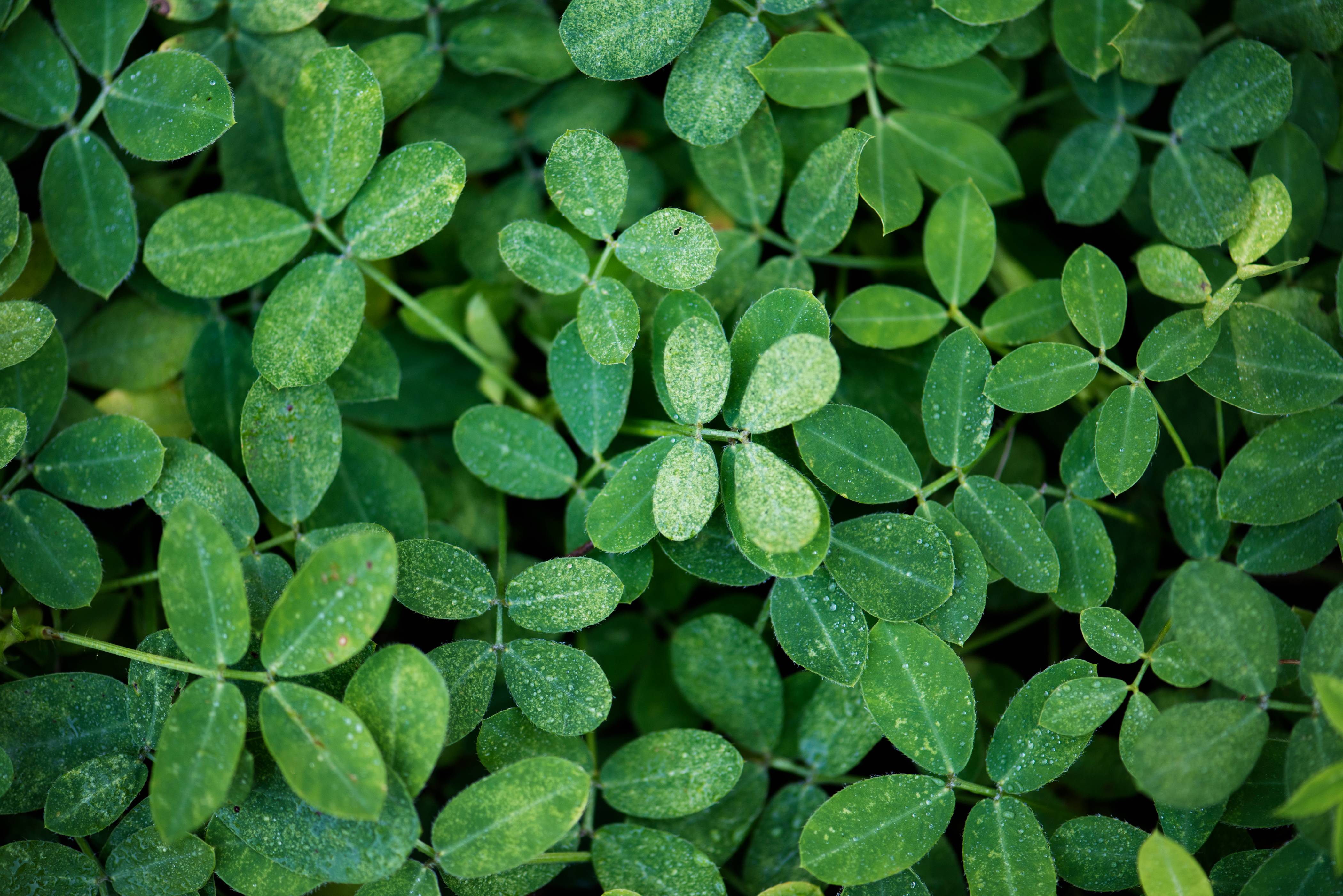Health Benefits of Moringa Powder
