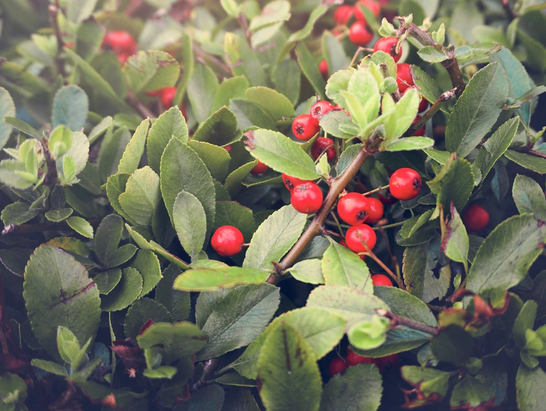 How Berberis Aristata Supports Your Body's Natural Detox? 
