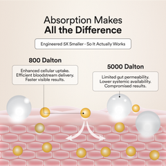 Collagen Absorption