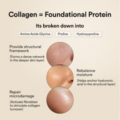 collagen= = foundational protein